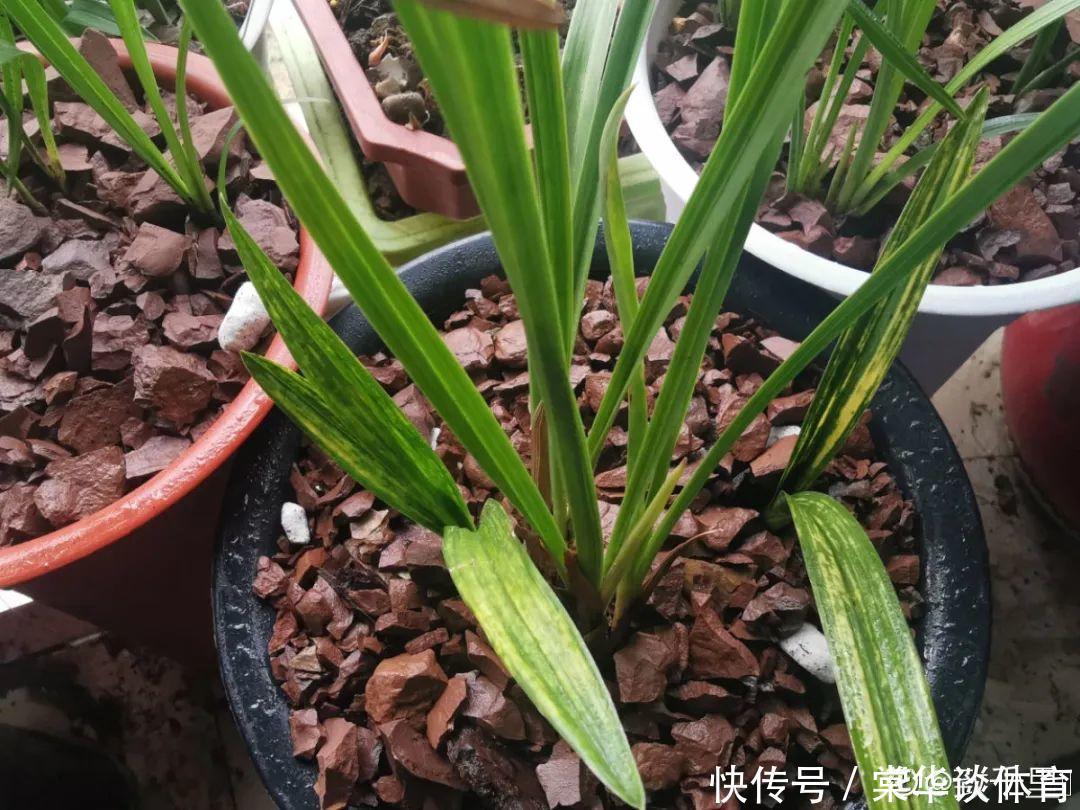 酸性|天生爱淋雨的花，多淋几次，连肥料都省了