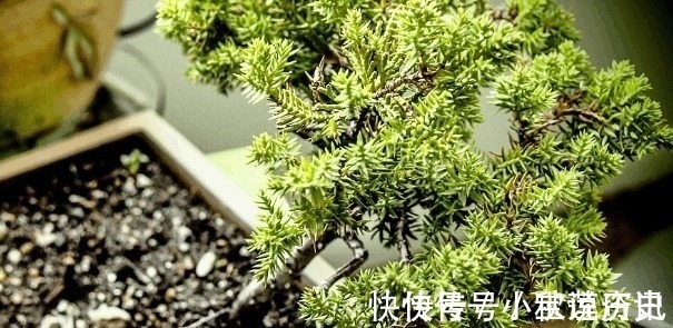 野花野草|农村常见的一种树桩, 一棵要3年才能定枝, 专家估计能卖到8000块