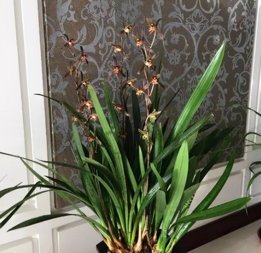 12月养墨兰,必做“四件事”,做好了,春节就能开花