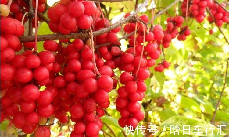 农村|农村常见的“小红果”，竟是镇咳祛痰，止咳的良方，你认识吗