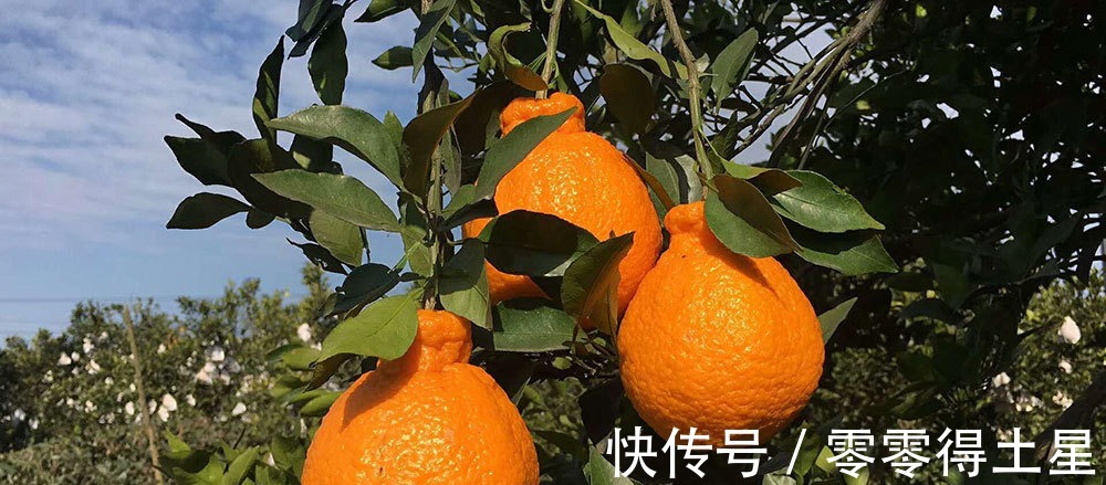 果蒂|买丑橘,“尖的”和“扁的”区别很大,记住3点,挑到好吃的丑橘!