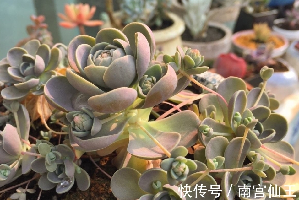 姬胧月|初冬养多肉,有这4款别急着往屋里搬,冻一冻,茎叶更肥美