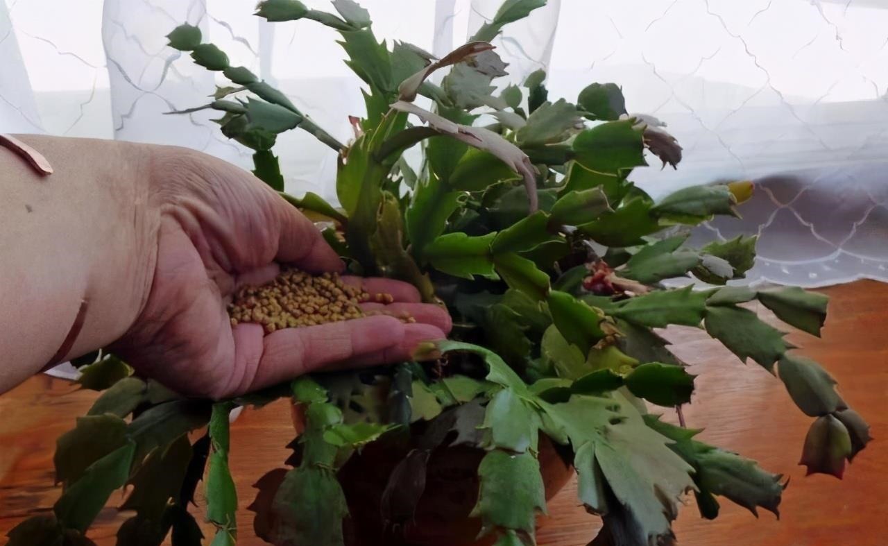 养蟹爪兰,土里加点“料”,叶片厚实硬邦邦,奋力开花一百朵