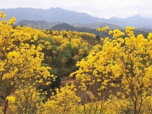 【醉美吕田】黄花风铃璀璨开满山！鹰嘴桃花粉嫩涨满屏！油菜花灿烂铺满地！