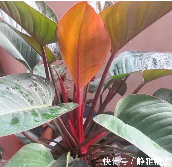 米兰花|土豪都养3种花,四季常青,镇宅又旺财,生长健壮,旺盛粗壮