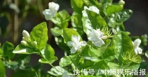 喜欢养花，就养茉莉花，按照它的习性养，不黄叶，开出层叠“群花”
