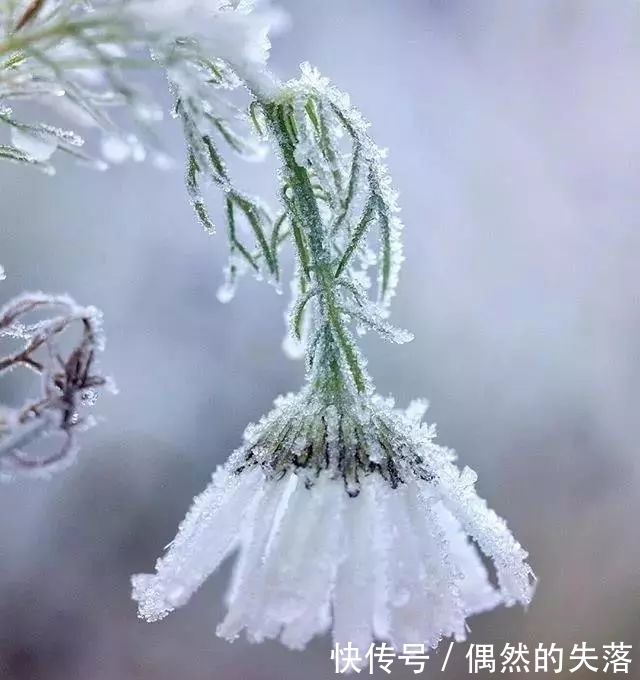 百花|春有百花秋有月,冬日最美是什么