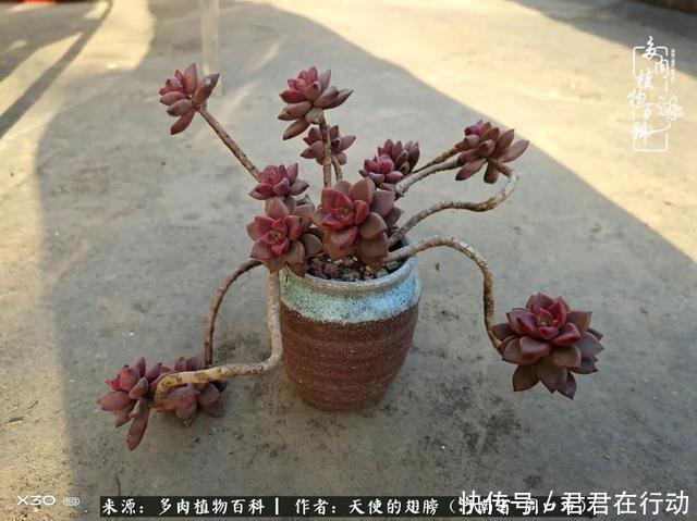 唯有植物,我的人生才不孤独!