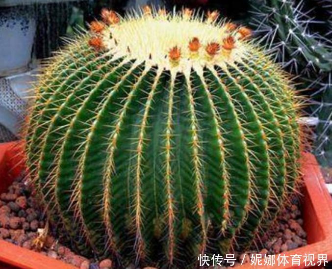 4种花被称“有钱花”，财运、福运滚滚来，不易生病好养护