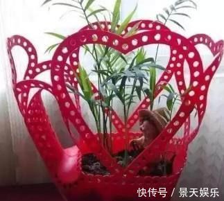 养花不用买花盆,这些生活中的废料用来养花,比花盆还好看
