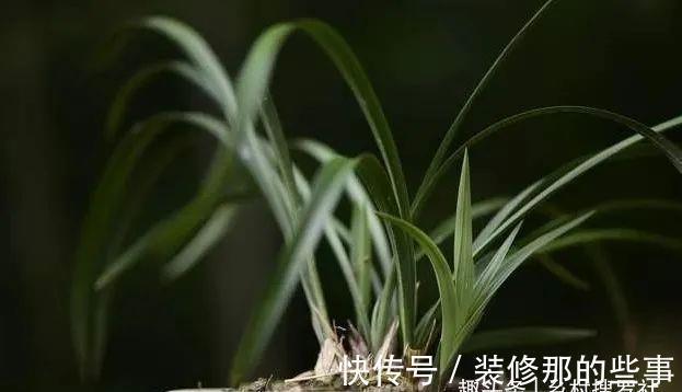 兰花一直养不壮？而且难开花？这些原因如何处理？教你一个小技巧