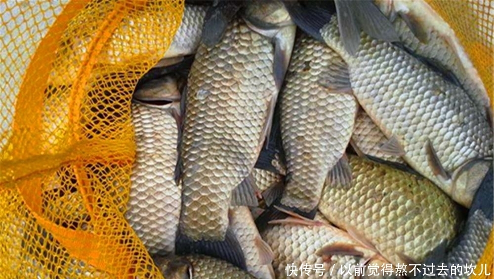 春钓大板鲫,饵料使用蚕豆粉就很好,这可是钓鲫鱼的“素饵之王”