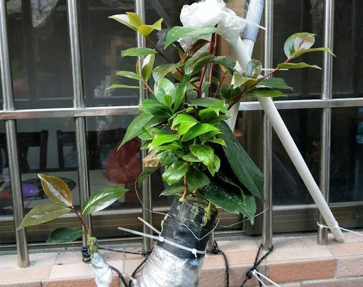 嫁接|嫁接达人,玉树嫁接长寿上,花友直呼内行!