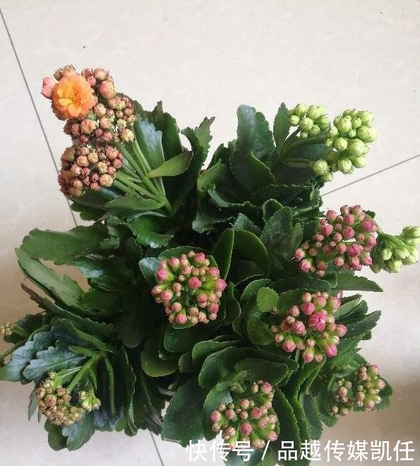 小平头|长寿花剪一刀,理个小平头,株型矮壮开花多