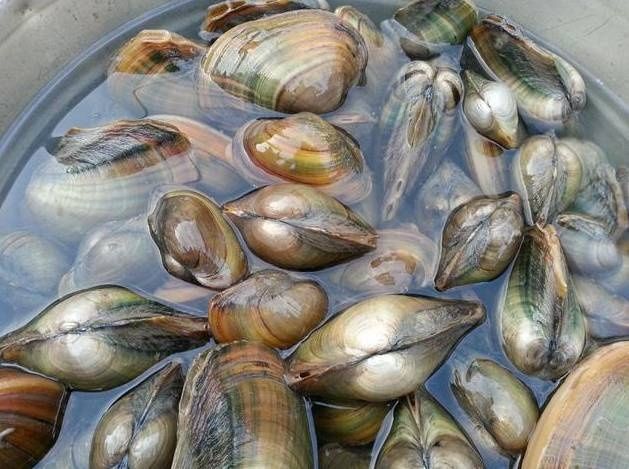 快过年了,客家农村“旱鱼塘”,你还记得吗?