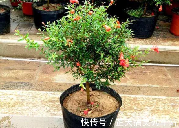 光照|诗里的“榴花似火燃”,原来,居家盆栽,开花比扶桑还漂亮