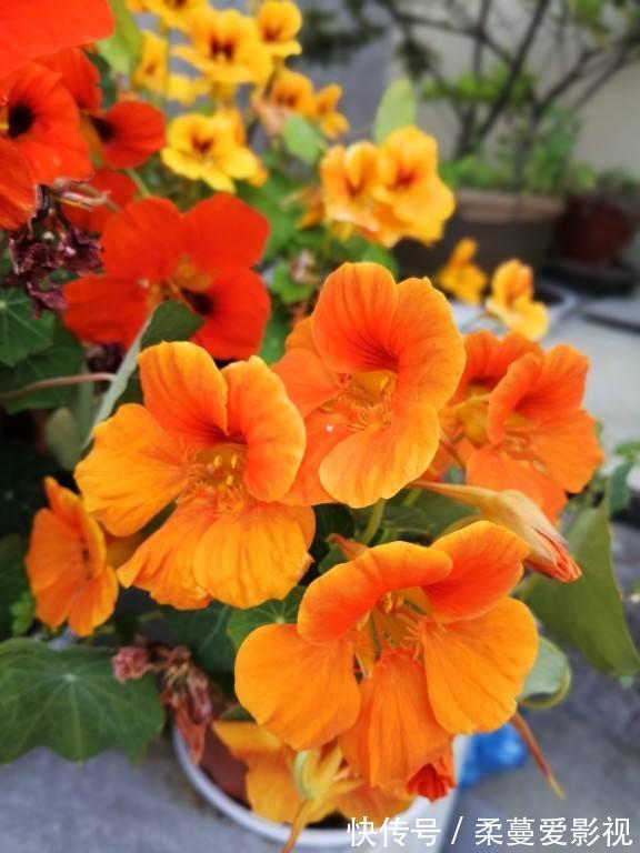 命里带“金”的花,开花美翻了,养在家里还有好兆头