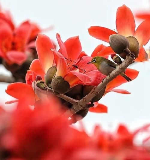 @惠州人 踏青赏花指南来啦