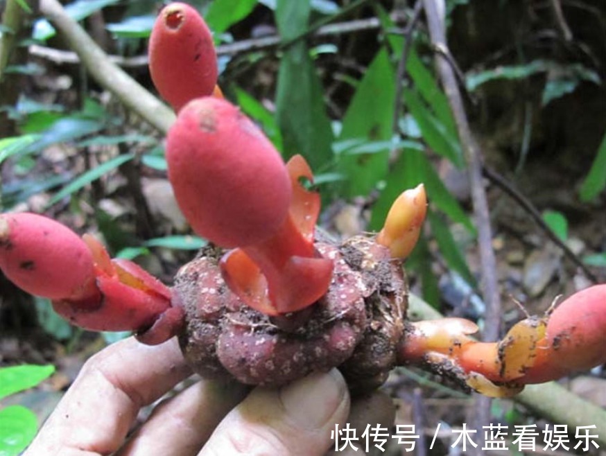 回春草|种回春草能卖200元一斤,结了婚的男人都在找,遇见最好不要错过