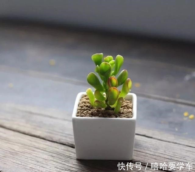 适合过年购买的8种招财植物,好看又吉祥!