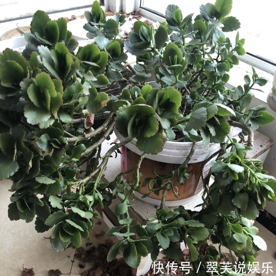 百菌清|养长寿花,遇到2种枝条“不能留”,要不全军覆弄、不开花