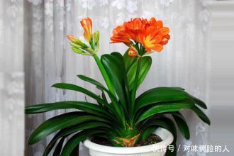 张大爷养了8年的君子兰不开花,丢露台上虐一虐,乖乖冒花箭