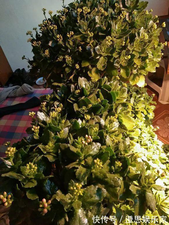 叶子|长寿的花苞迟迟不开用它喷两次，很快就能鼓起来！