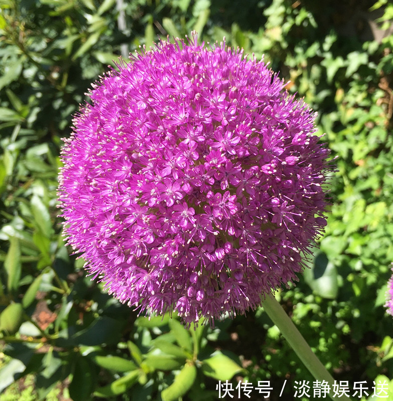 花朵最大的球根花卉，花似大绣球，花期长，养护简单，值得入手！