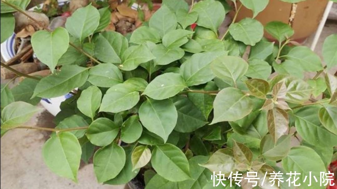 秋天|秋天三角梅不开花，用3种方法来“促花”，1个月枝头长满花苞