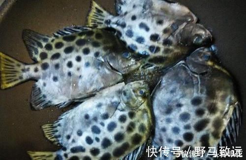 买鱼时,优先选择这6种鱼,肉多刺少营养也高,贵也要多给孩子吃