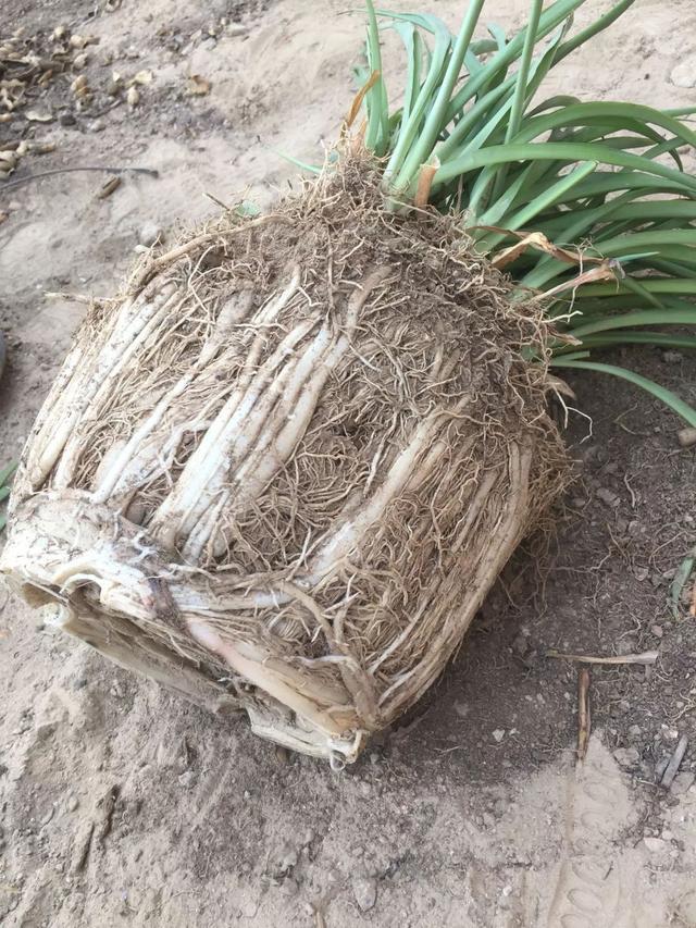 11月前，3种花该换盆了，再冷就迟了，过冬为难！