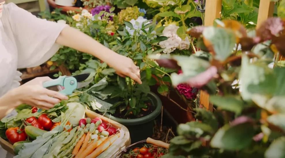 德国主妇将8㎡阳台打造成菜园，不花一分钱种够全家吃的菜