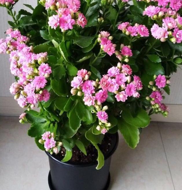 花盆|园艺新人不可错过的5款植物,好看又好养,全开重瓣花
