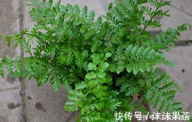 药材|农村这种野草没人要,不知是珍贵“骨碎补”,现在一斤能卖10元