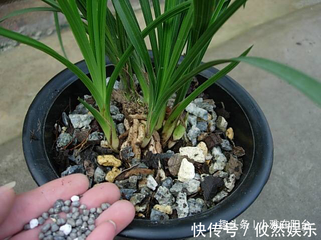 兰花什么时候换盆好选对“时间”,根系壮开花多,一盆变3盆!