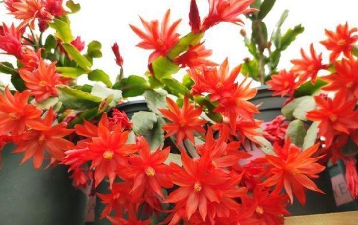 长春花|4种花养家里，福旺运旺财更旺，比牡丹还美，年年开花美翻