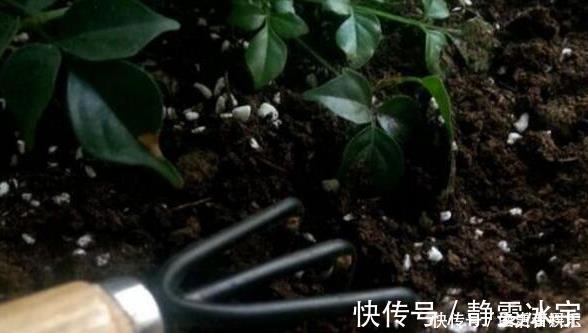 盆土太硬了?用它泡一泡,浸盆浇,土壤透气有营养,还养根