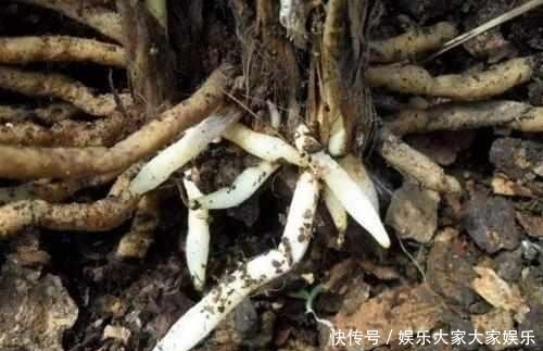 什么阿司匹林、维生素都不如“1块它”,掰碎扔盆里,壮根挤破盆