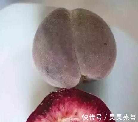 空地|家里有空地的,此树种上两棵,果肉甜美,抗旱耐冻易打理!