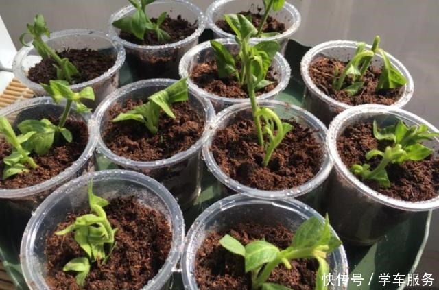 3种花,就得趁现在扦插,再晚就不生根了!3种花,就得趁现在扦插,再晚就不生根了!