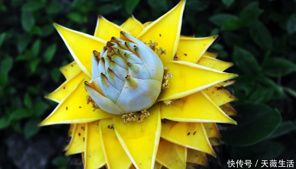 花期|等我有钱了,就养这些花,高端大气,花期长