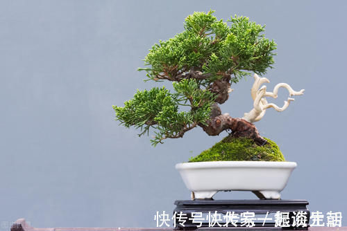 松柏|松柏盆景是盆景界的长寿树，教你日常养护的要求和技巧，长势旺盛