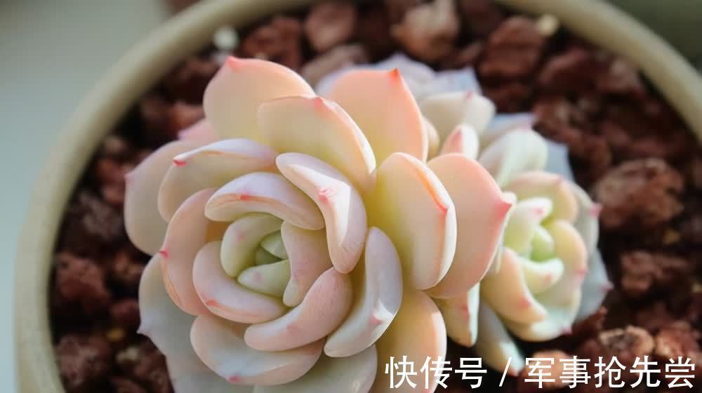 秋冬|他养多肉10多年,总结出9个易出“高价老桩”的品种,适合新手