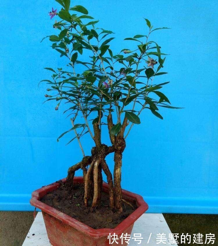 这一种盆栽,很容易“扦插成活”,株型优美,果子漂亮能吃