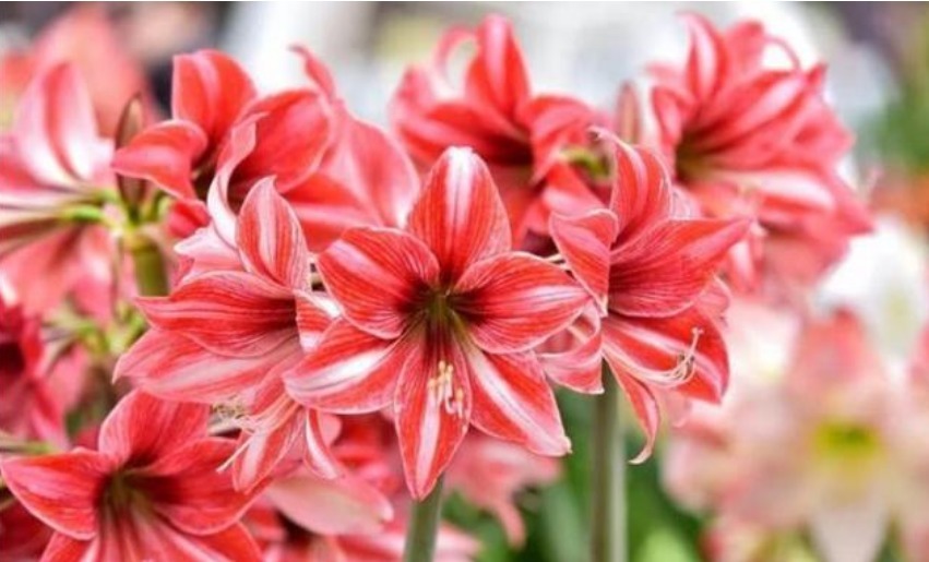 养花试试这几款，花朵大方端正，芳香优雅,非常漂亮