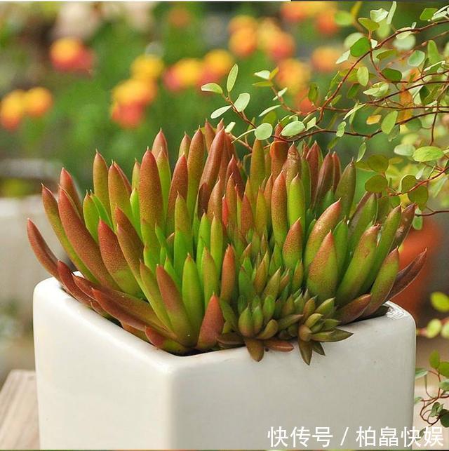 石头缝里的“野多肉”,看到挖几棵,种盆里,能长一大片,美死了