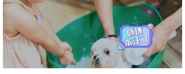 《我的小尾巴2》喜迎新嘉宾,唐九洲无逻辑答题,综艺效果满满