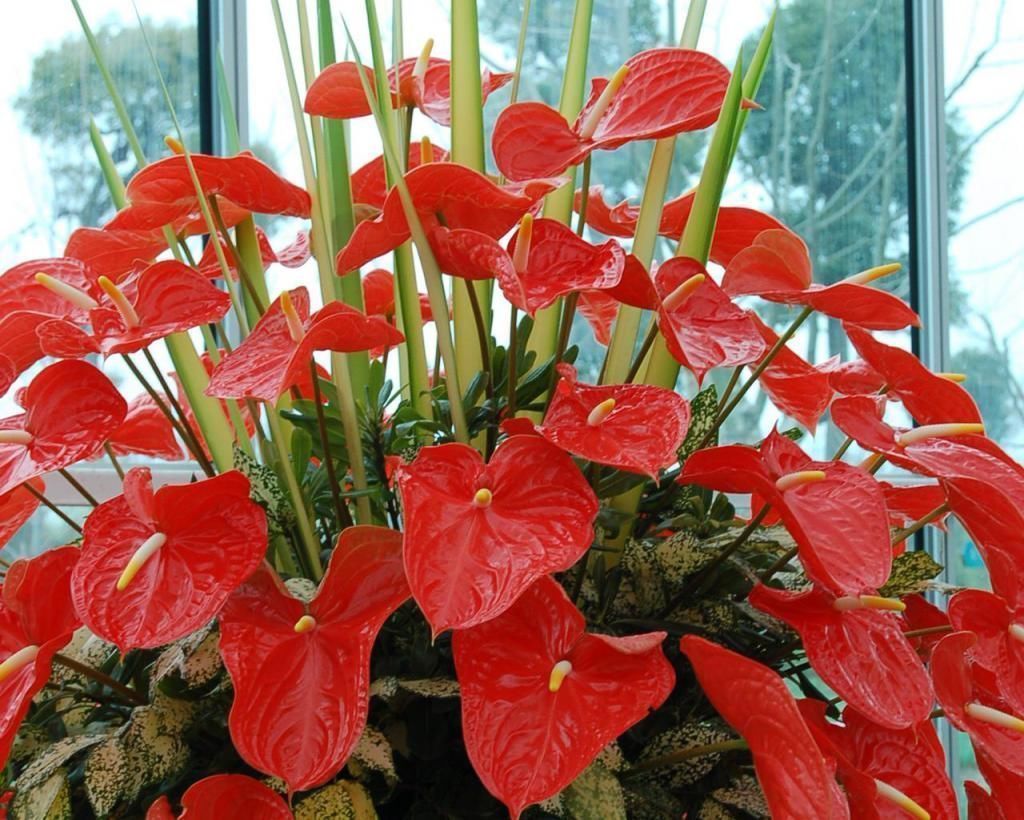 长寿|4种“花长寿”,一开花一整年,365天不间断,养一盆老划算