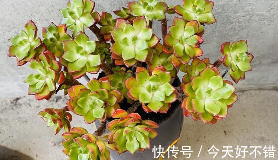 为什么建议大家居家盆栽蒂亚?全因这款多肉有3大亮点