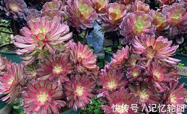 4款褪色不丑上色很美的多肉,花友养几十盆还觉得不够,值得推荐